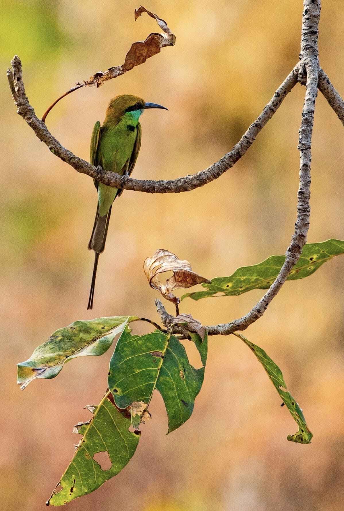 Asian Green Beeeater